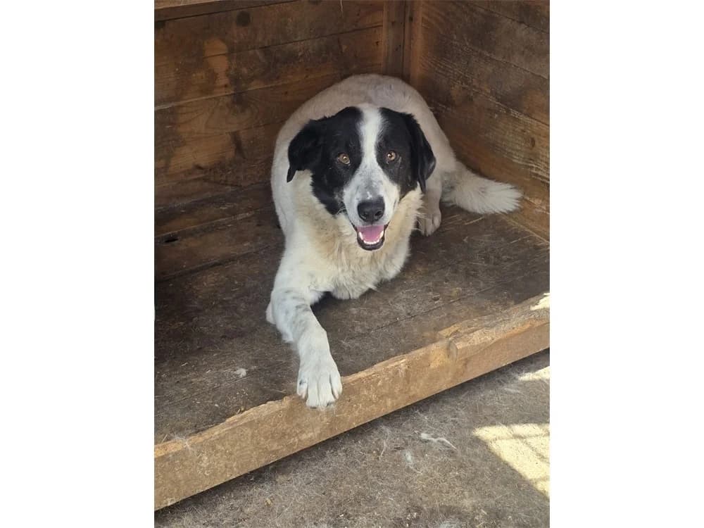 Scipper *2019 – Pflegestelle oder Zuhause gesucht, schwarz female young Mixed Breed for adoption at Tierhilfe Lebenswert e.V., Oberwies