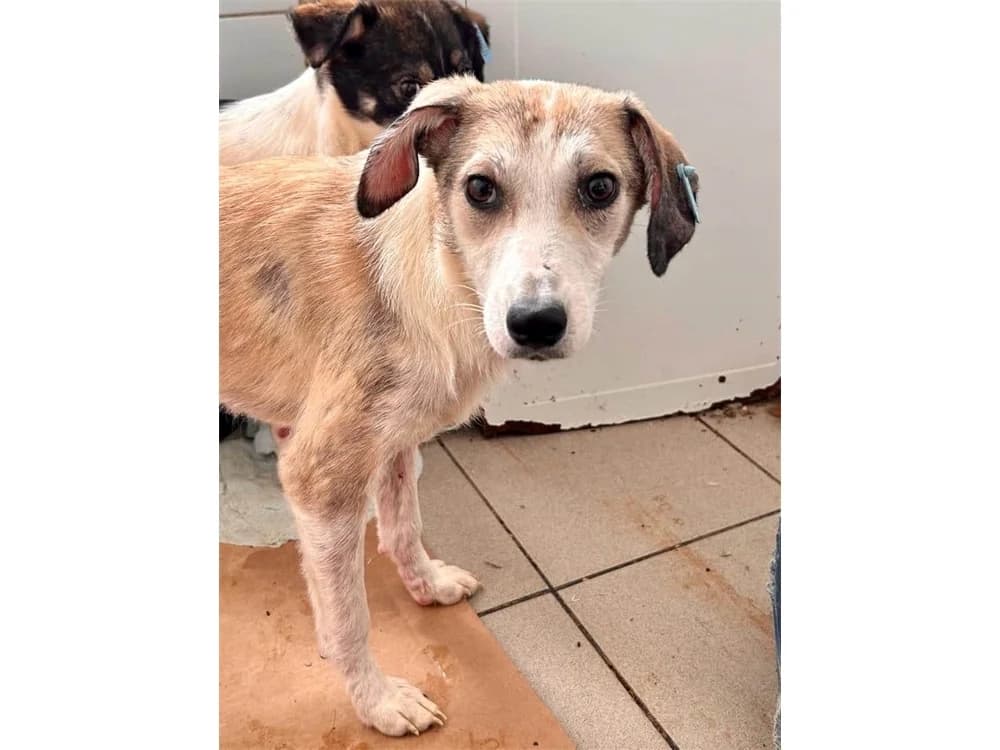 Maja – Pflegestelle oder Zuhause gesucht!, beige female 4yo Mixed Breed for adoption at Tierhilfe Lebenswert e.V., Oberwies