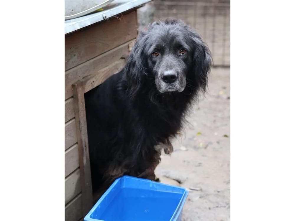 Alfi *2018, schwarz female young Mixed Breed for adoption at Tierhilfe Lebenswert e.V., Oberwies