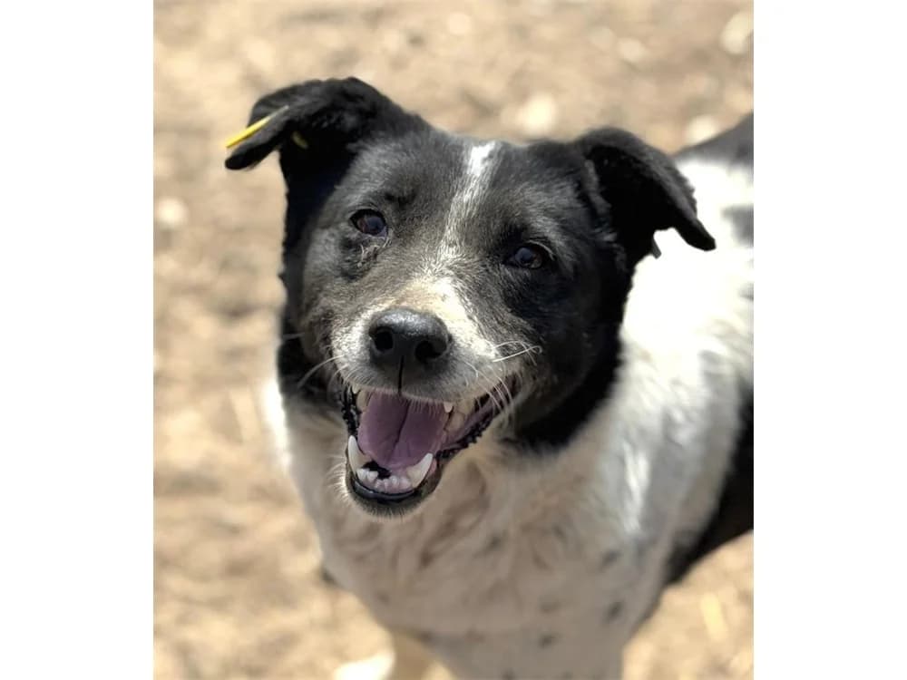 Avril *2018 – Pflegestelle oder Zuhause gesucht, schwarz female young Mixed Breed for adoption at Tierhilfe Lebenswert e.V., Oberwies