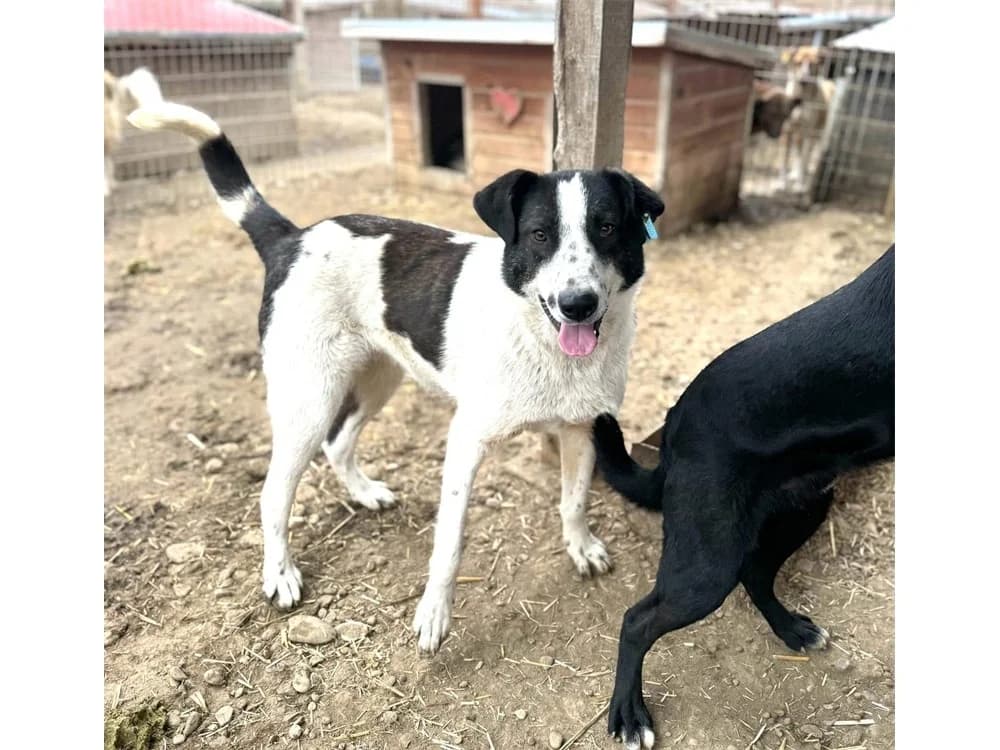 Franzi – Pflegestelle oder Zuhause gesucht, braun female young Mixed Breed for adoption at Tierhilfe Lebenswert e.V., Oberwies