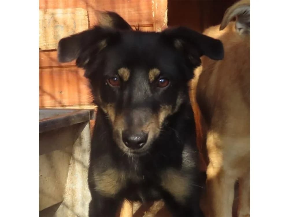 Tanita – Pflegestelle oder Zuhause gesucht!, schwarz female Mixed Breed for adoption at Tierhilfe Lebenswert e.V., Oberwies