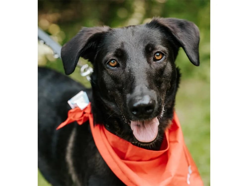 Linne *2020 – wartet in 91489 Wilhelmsdorf, schwarz female Mixed Breed for adoption at Tierhilfe Lebenswert e.V., Oberwies