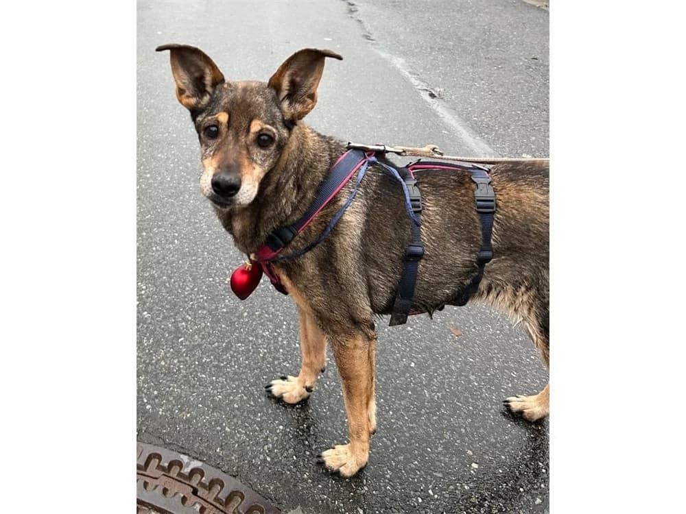 Trudi (Ömchen) *2017 – wartet in 91320 Ebermannstadt, braun female senior Mixed Breed for adoption at Tierhilfe Lebenswert e.V., Oberwies