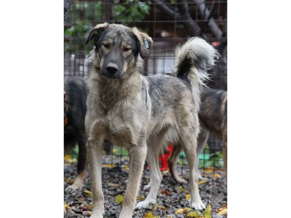 Nela, beige female 3yo Mixed Breed for adoption at Tierhilfe Lebenswert e.V., Oberwies