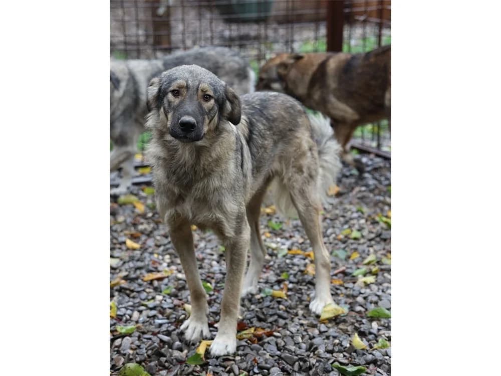 Waiter, beige female 3yo Mixed Breed for adoption at Tierhilfe Lebenswert e.V., Oberwies