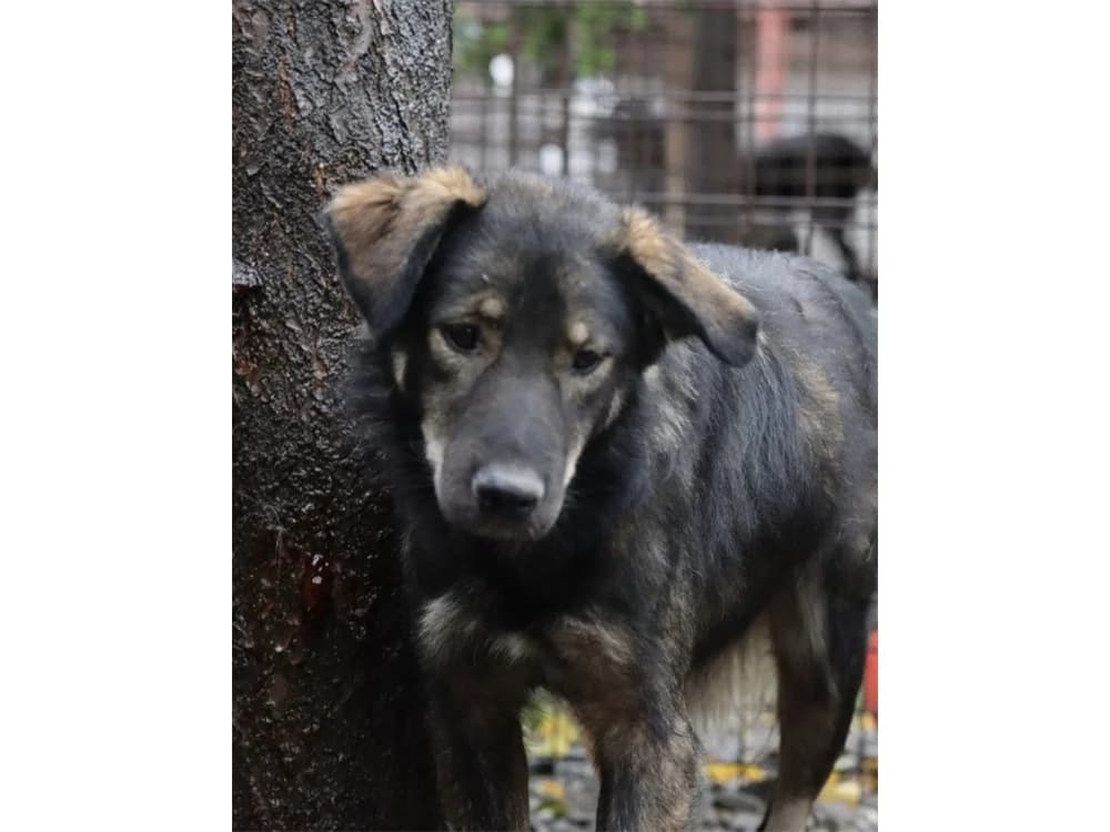 Phylax, schwarz female 3yo Mixed Breed for adoption at Tierhilfe Lebenswert e.V., Oberwies