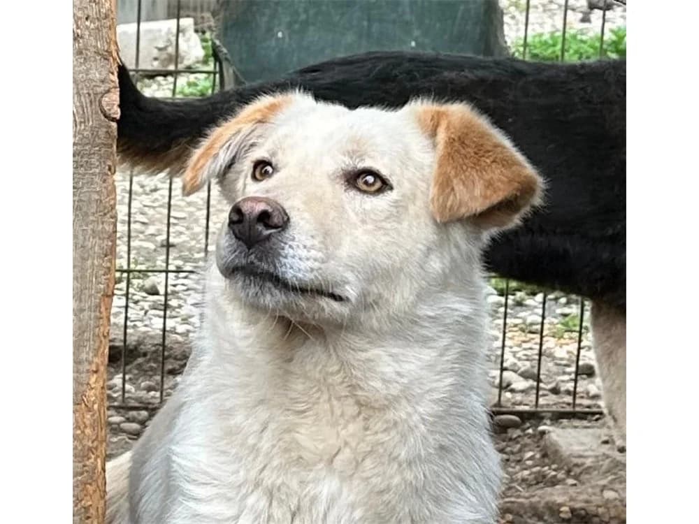 Goethe *2022 – Pflegestelle oder Zuhause gesucht, creme female young Mixed Breed for adoption at Tierhilfe Lebenswert e.V., Oberwies