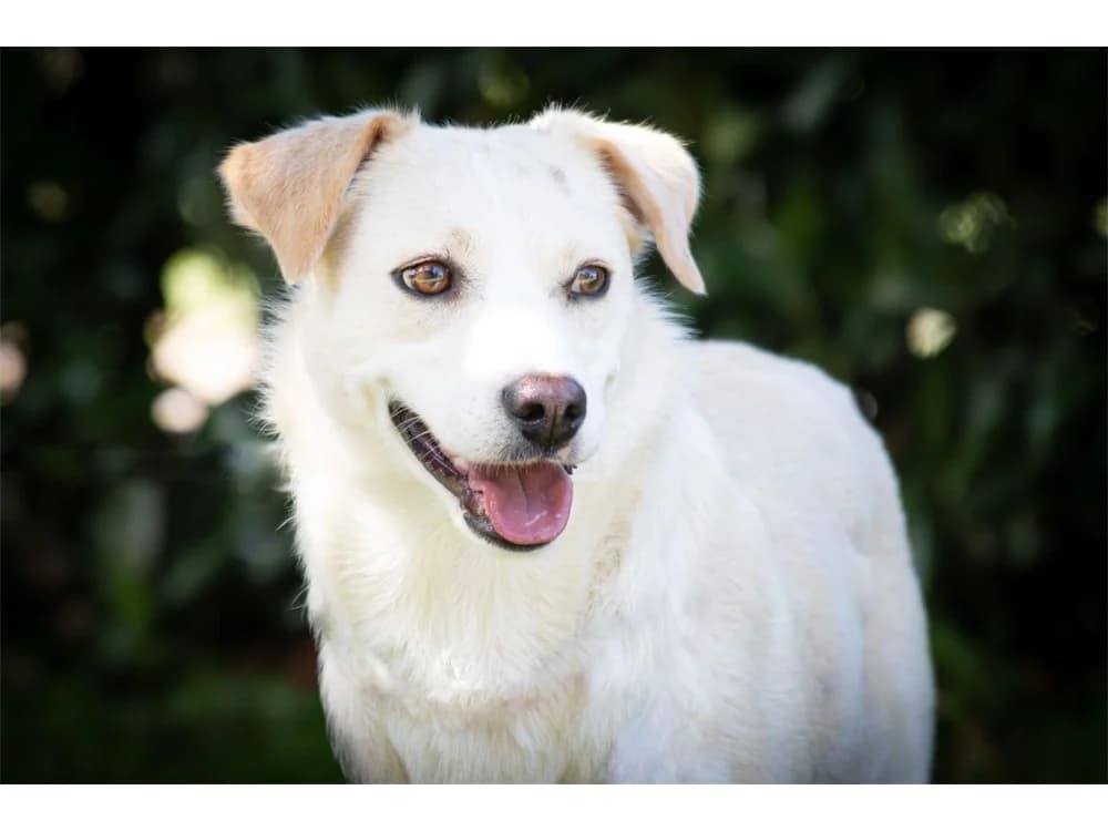 Nadirah, female 5yo Mixed Breed for adoption at Tierhilfe Lebenswert e.V., Oberwies
