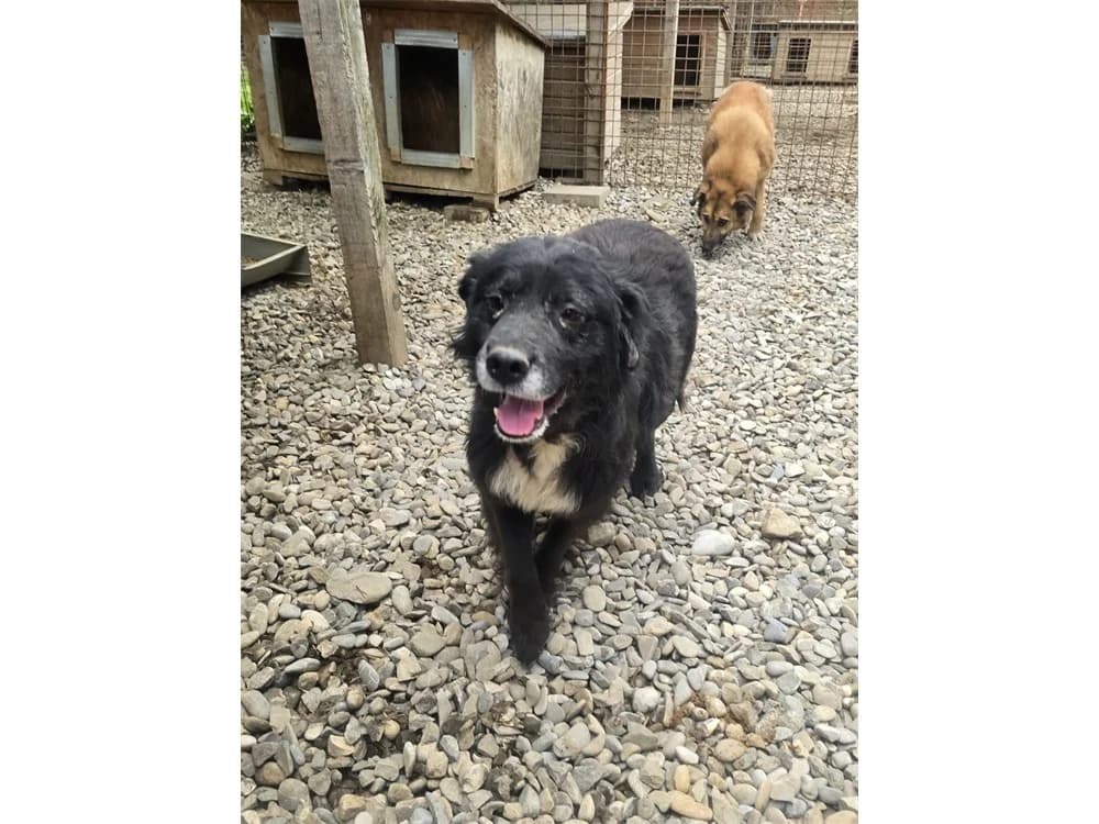 Cristian *2017 – Pflegestelle oder Zuhause gesucht, female 3yo Mixed Breed for adoption at Tierhilfe Lebenswert e.V., Oberwies