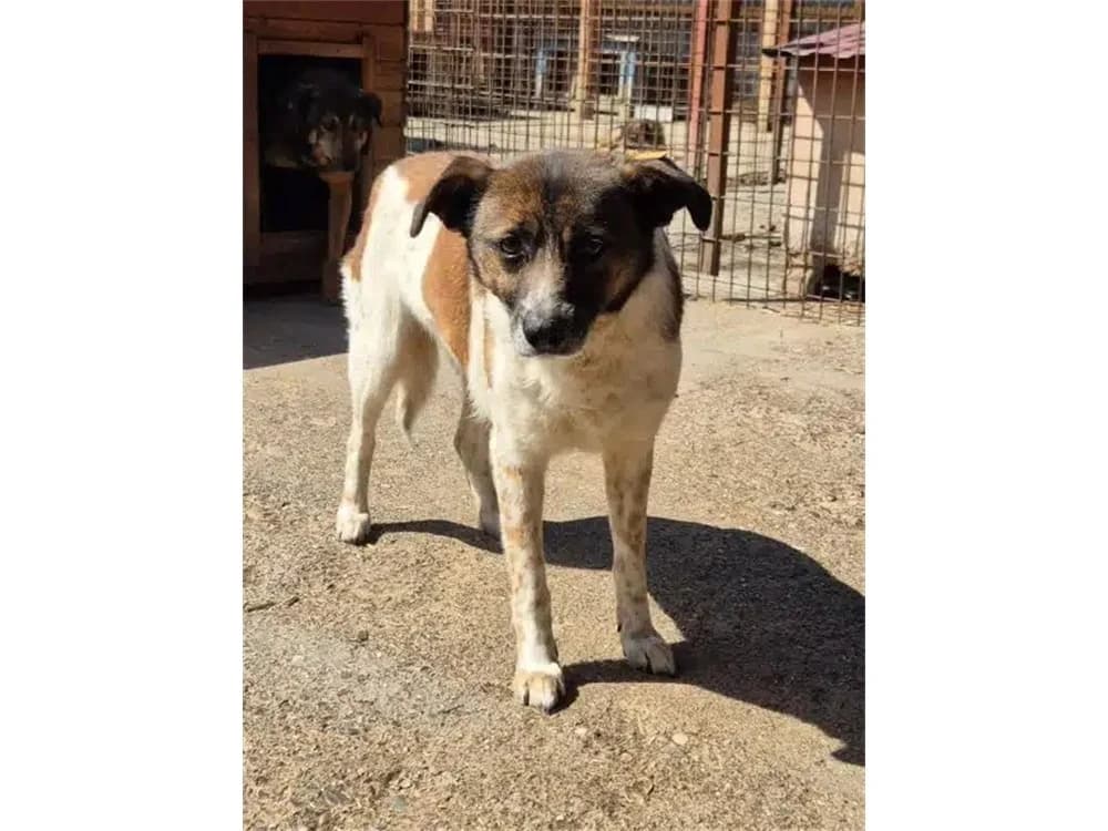 Bero *20, braun female young Mixed Breed for adoption at Tierhilfe Lebenswert e.V., Oberwies