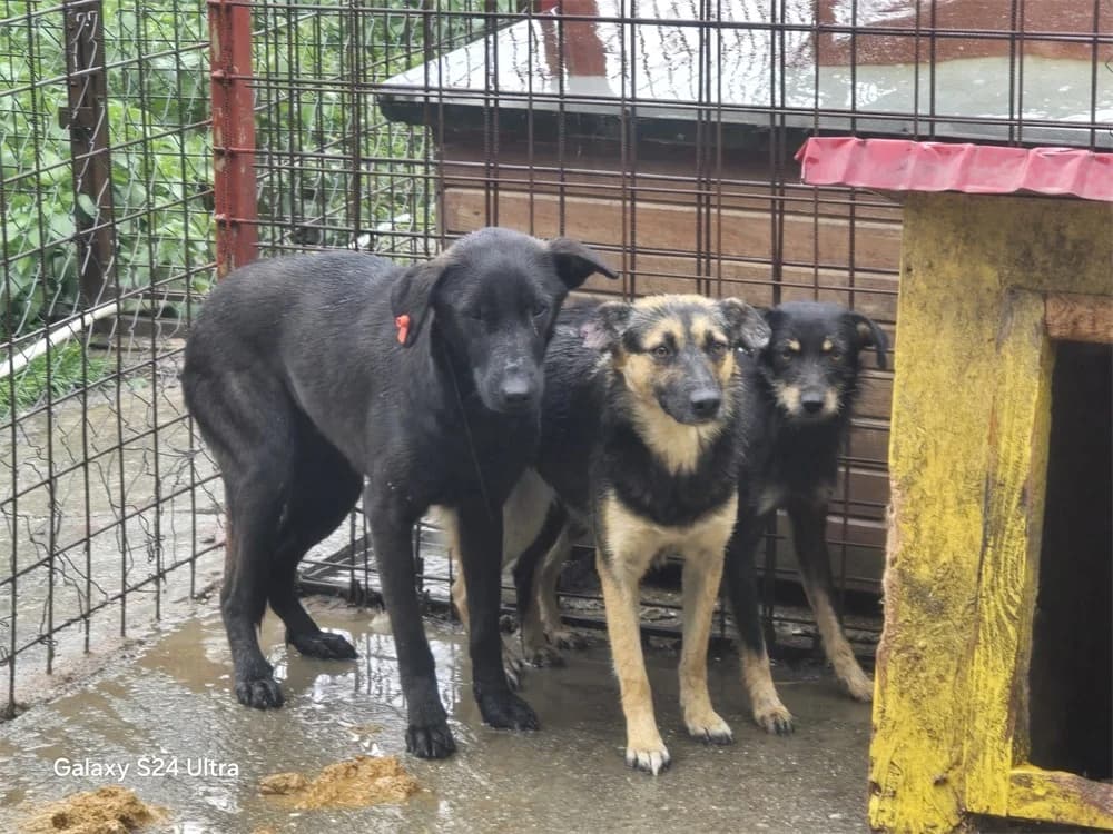 Hanny, schwarz female young Mixed Breed for adoption at Tierhilfe Lebenswert e.V., Oberwies