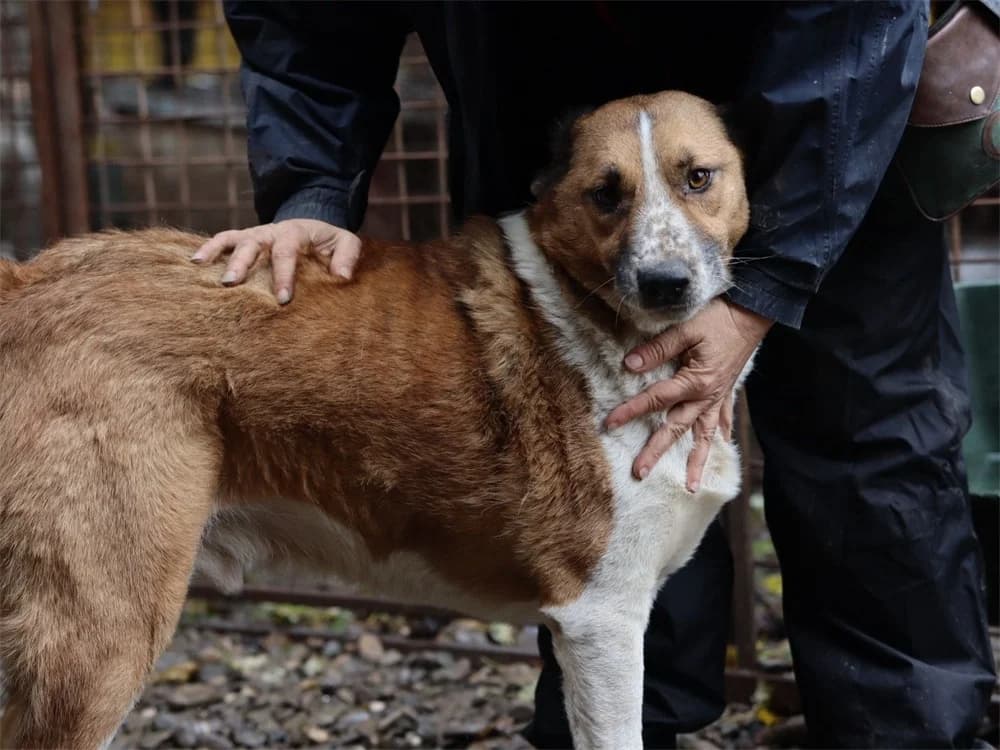 Barney *2019 – seit 2022 im Shelter, braun female young Mixed Breed for adoption at Tierhilfe Lebenswert e.V., Oberwies