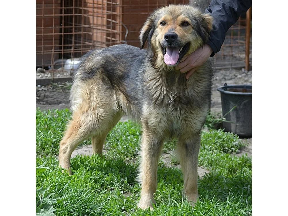 Zober *2019 – Pflegestelle oder Zuhause gesucht, beige female young Mixed Breed for adoption at Tierhilfe Lebenswert e.V., Oberwies