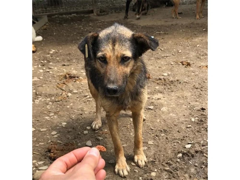 Feliza – Pflegestelle oder Zuhause gesucht!, schwarz female Mixed Breed for adoption at Tierhilfe Lebenswert e.V., Oberwies