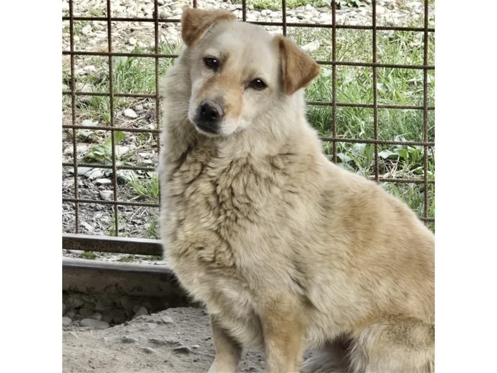 Malia *20, beige female young Mixed Breed for adoption at Tierhilfe Lebenswert e.V., Oberwies
