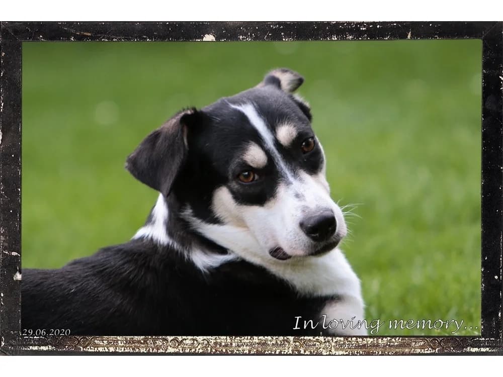 Labelle, Mixed Breed for adoption at Tierhilfe Lebenswert e.V.