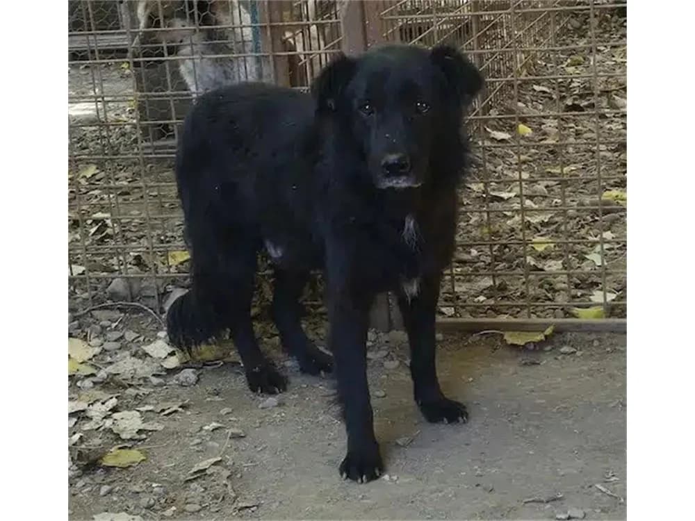 Buckley – Pflegestelle oder Zuhause gesucht, schwarz female Mixed Breed for adoption at Tierhilfe Lebenswert e.V., Oberwies