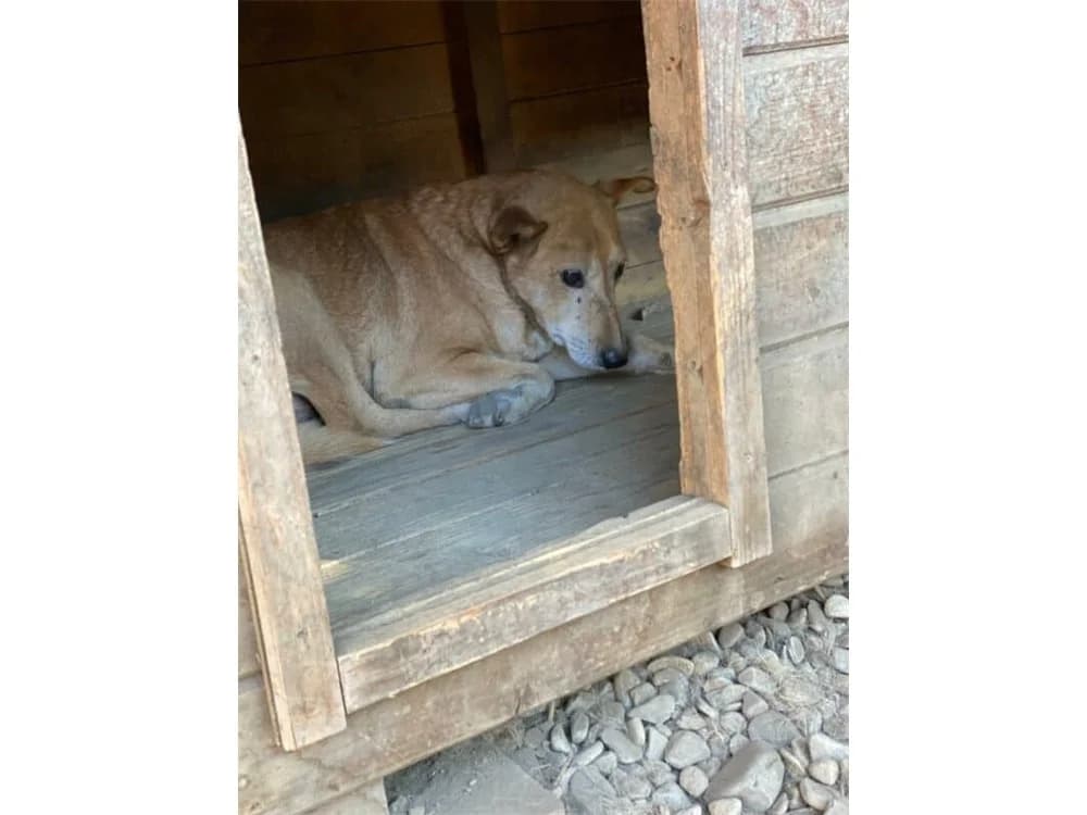 Boris – Pflegestelle oder Zuhause gesucht, beige female Mixed Breed for adoption at Tierhilfe Lebenswert e.V., Oberwies