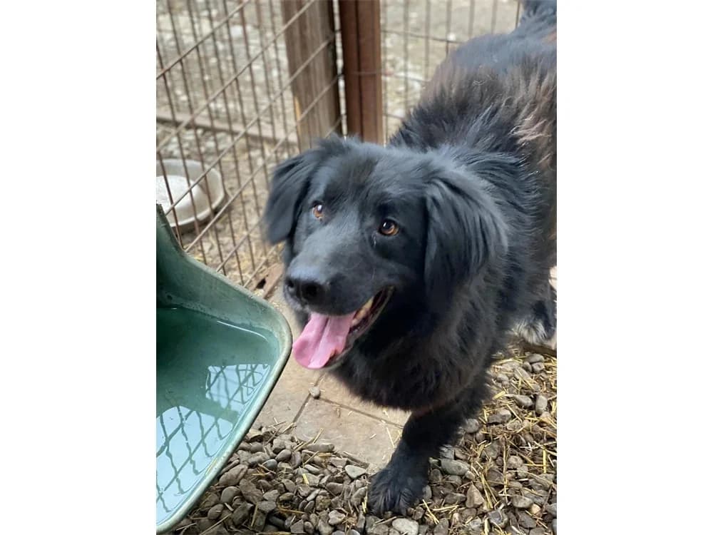 Robby *2020 – Handicaphund sucht Pflegestelle oder Zuhause, schwarz female puppy Mixed Breed for adoption at Tierhilfe Lebenswert e.V., Oberwies