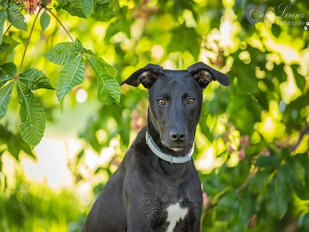 Kalle (Cailen), schwarz female puppy Mixed Breed for adoption at Tierhilfe Lebenswert e.V., Oberwies