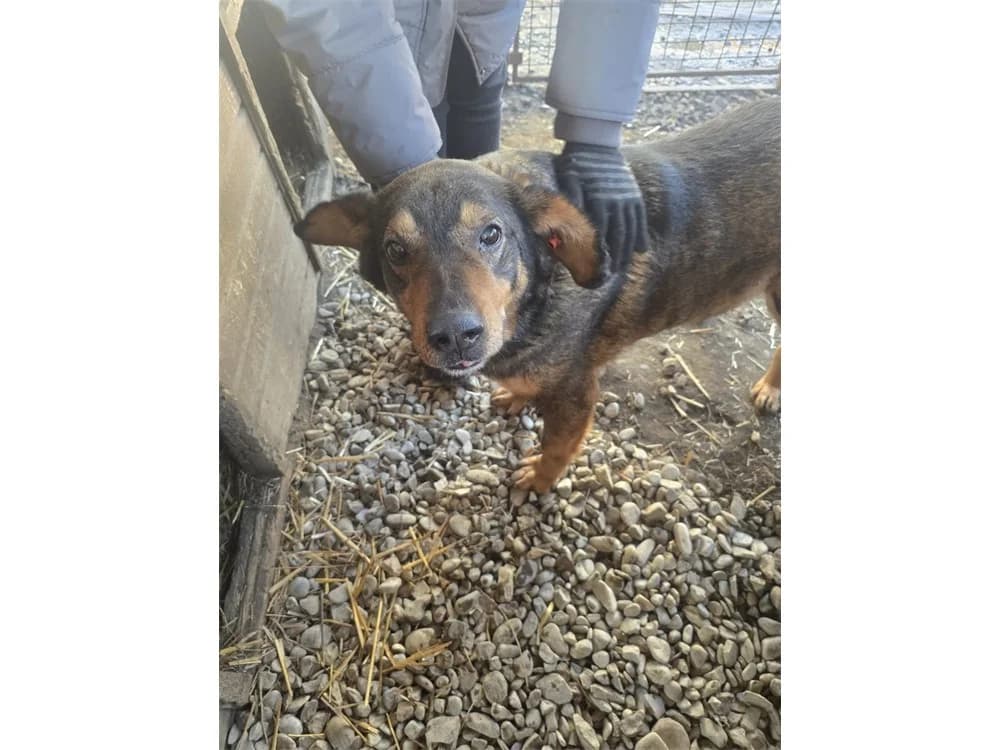 Beelo *2019 – NOTFALL: Pflegestelle oder Zuhause gesucht, braun female 7yo Mixed Breed for adoption at Tierhilfe Lebenswert e.V., Oberwies