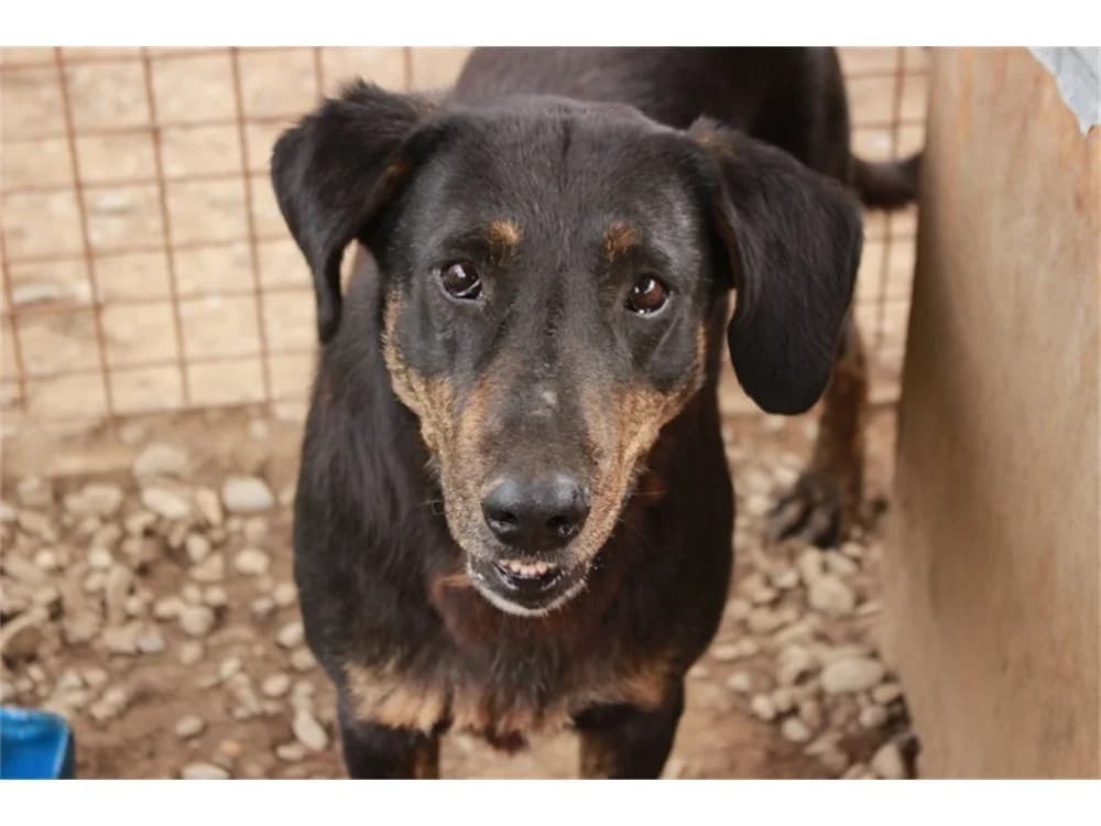Darlos *2015, schwarz female young Mixed Breed for adoption at Tierhilfe Lebenswert e.V., Oberwies