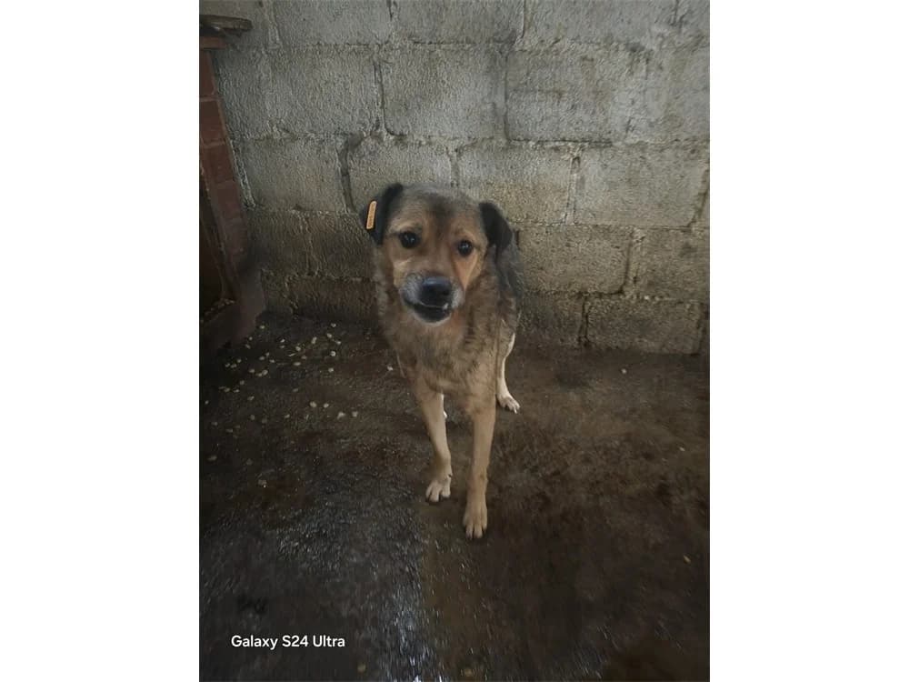 Sagani *2020 – Pflegestelle oder Zuhause gesucht, braun female young Mixed Breed for adoption at Tierhilfe Lebenswert e.V., Oberwies