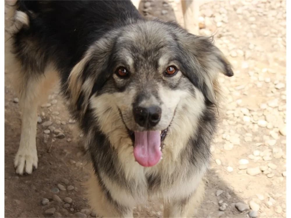 Sky *2018 – Pflegestelle oder Zuhause gesucht, beige female young mixed breed for adoption at Tierhilfe Lebenswert e.V., Oberwies
