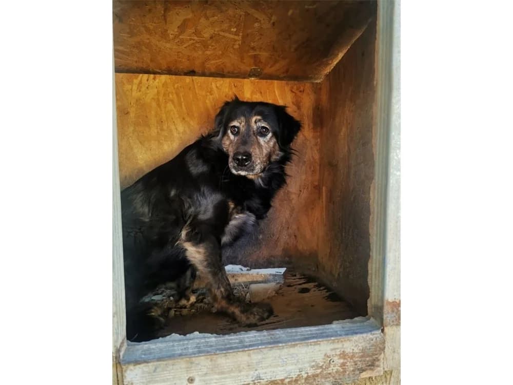 Thea *2020 β Pflegestelle oder Zuhause gesucht!, schwarz female 3yo Mixed Breed for adoption at Tierhilfe Lebenswert e.V., Oberwies