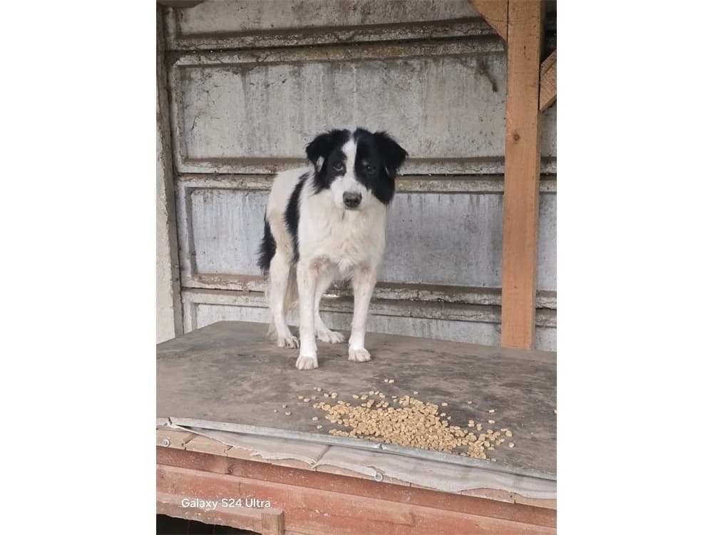 Cara *2018 – Pflegestelle oder Zuhause gesucht, schwarz female young Mixed Breed for adoption at Tierhilfe Lebenswert e.V., Oberwies