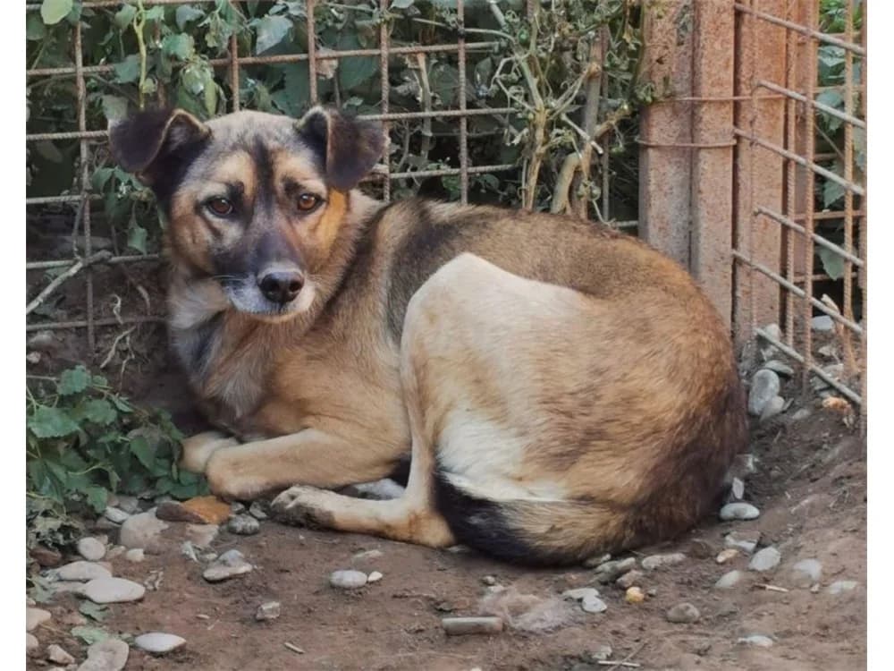 Karlchen *2019 – Pflegestelle oder Zuhause gesucht, braun female young Mixed Breed for adoption at Tierhilfe Lebenswert e.V., Oberwies