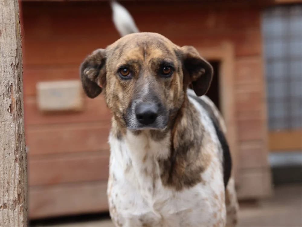 Lioba *2023 – Pflegestelle oder Zuhause gesucht, schwarz female young Mixed Breed for adoption at Tierhilfe Lebenswert e.V., Oberwies