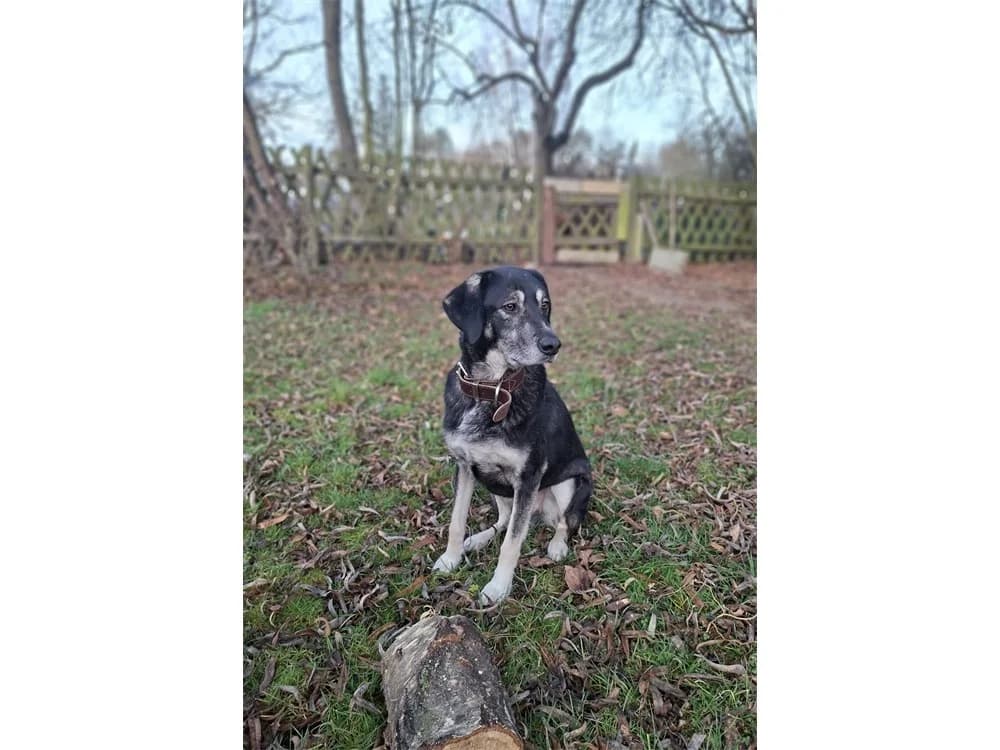 Shambho, schwarz female 6yo Mixed Breed for adoption at Tierhilfe Lebenswert e.V., Oberwies