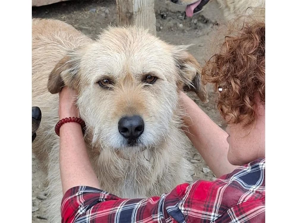 Moh *2020 – Pflegestelle oder Zuhause gesucht, beige female young Mixed Breed for adoption at Tierhilfe Lebenswert e.V., Oberwies