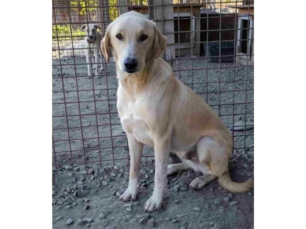 Turner *2021 – Pflegestelle oder Zuhause gesucht, beige female young Mixed Breed for adoption at Tierhilfe Lebenswert e.V., Oberwies