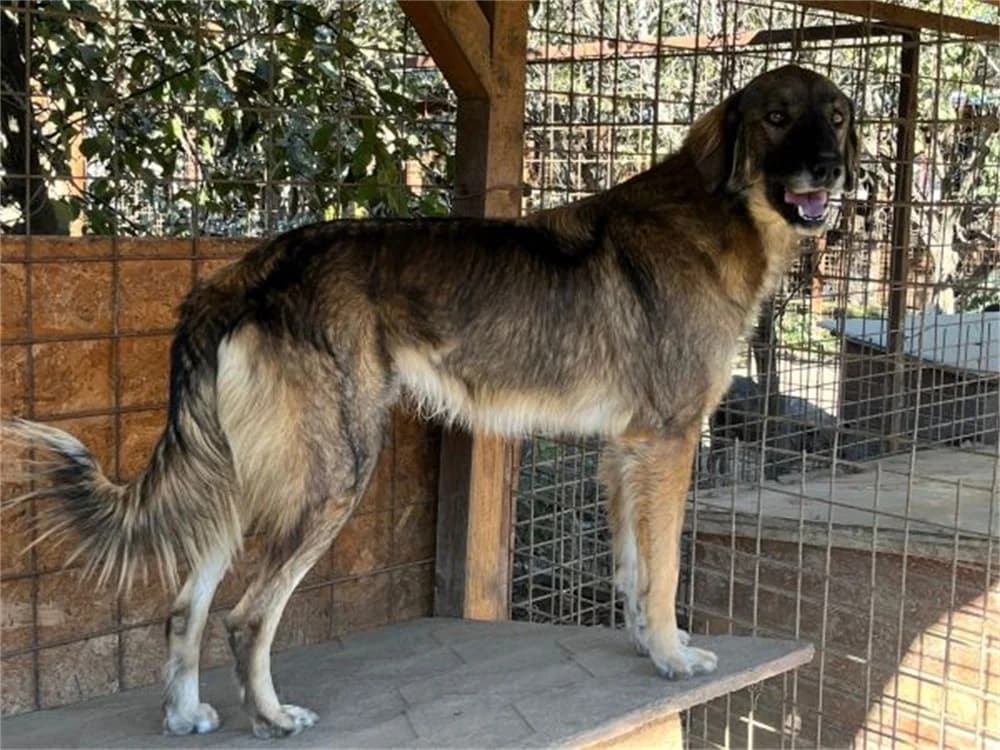 Joker *20, schwarz female young Mixed Breed for adoption at Tierhilfe Lebenswert e.V., Oberwies