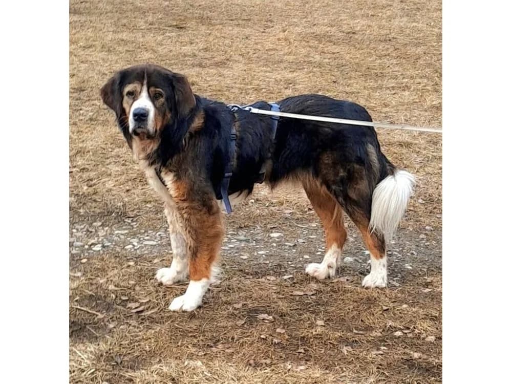 Stropp, tricolor female senior Saint Bernard for adoption at Tierhilfe Lebenswert e.V., Oberwies