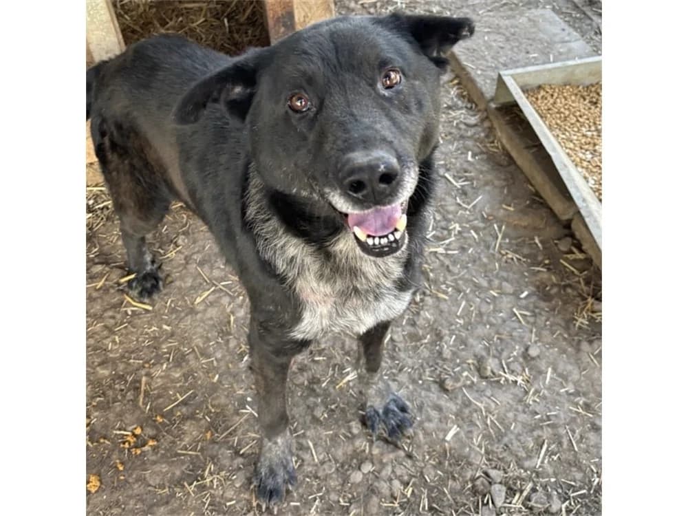 Macis *2018 – Pflegestelle oder Zuhause gesucht, schwarz female young Mixed Breed for adoption at Tierhilfe Lebenswert e.V., Oberwies
