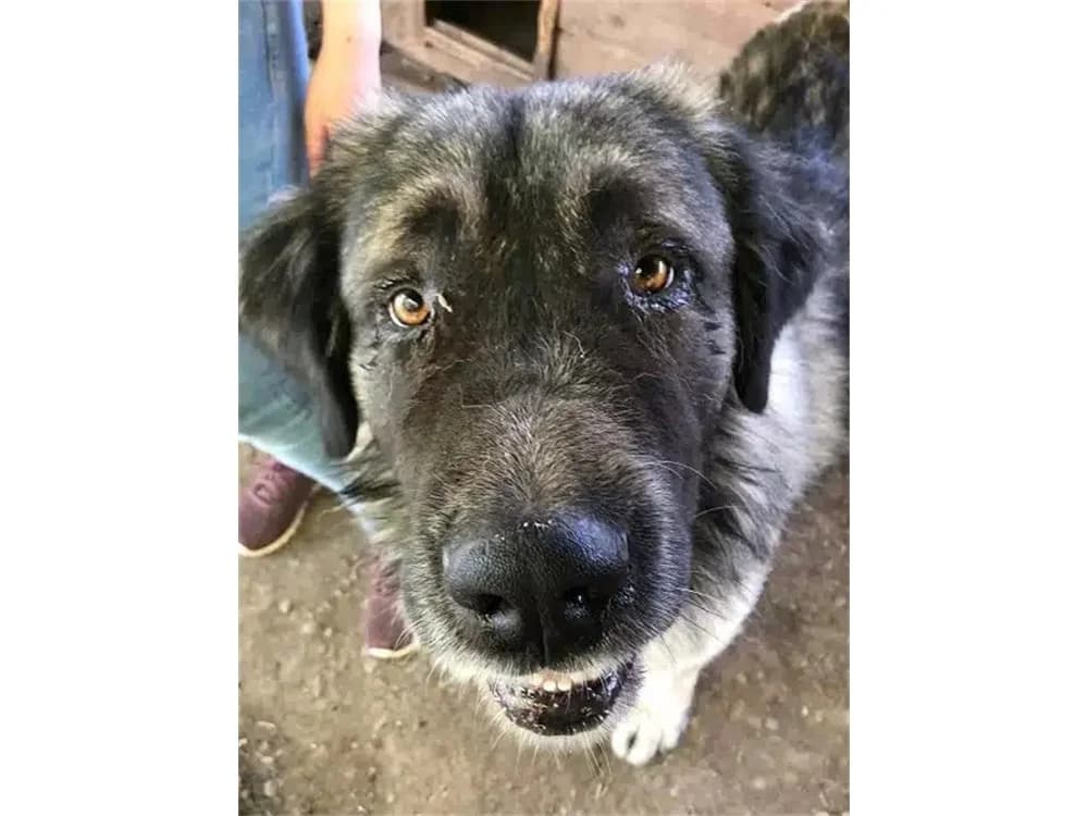 Ozzy *20, grau female young Mixed Breed for adoption at Tierhilfe Lebenswert e.V., Oberwies