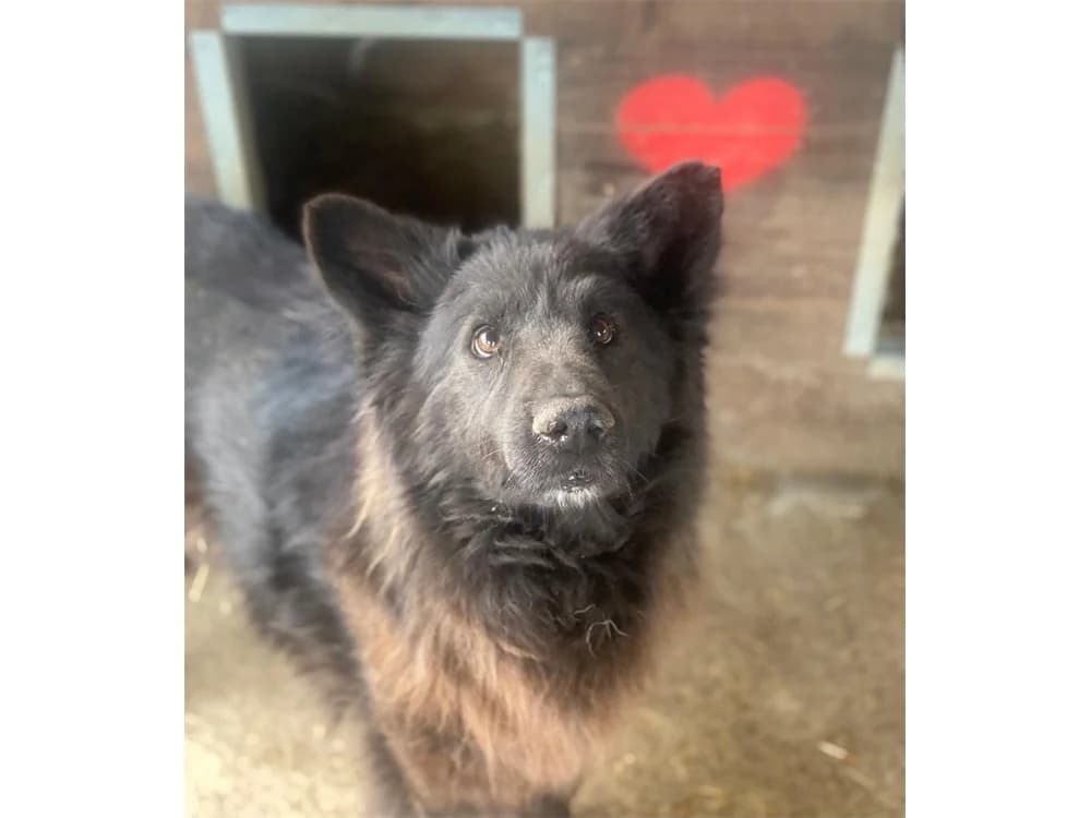 Mailo *2020 – Pflegestelle oder Zuhause gesucht, schwarzbraun female puppy Mixed Breed for adoption at Tierhilfe Lebenswert e.V., Oberwies