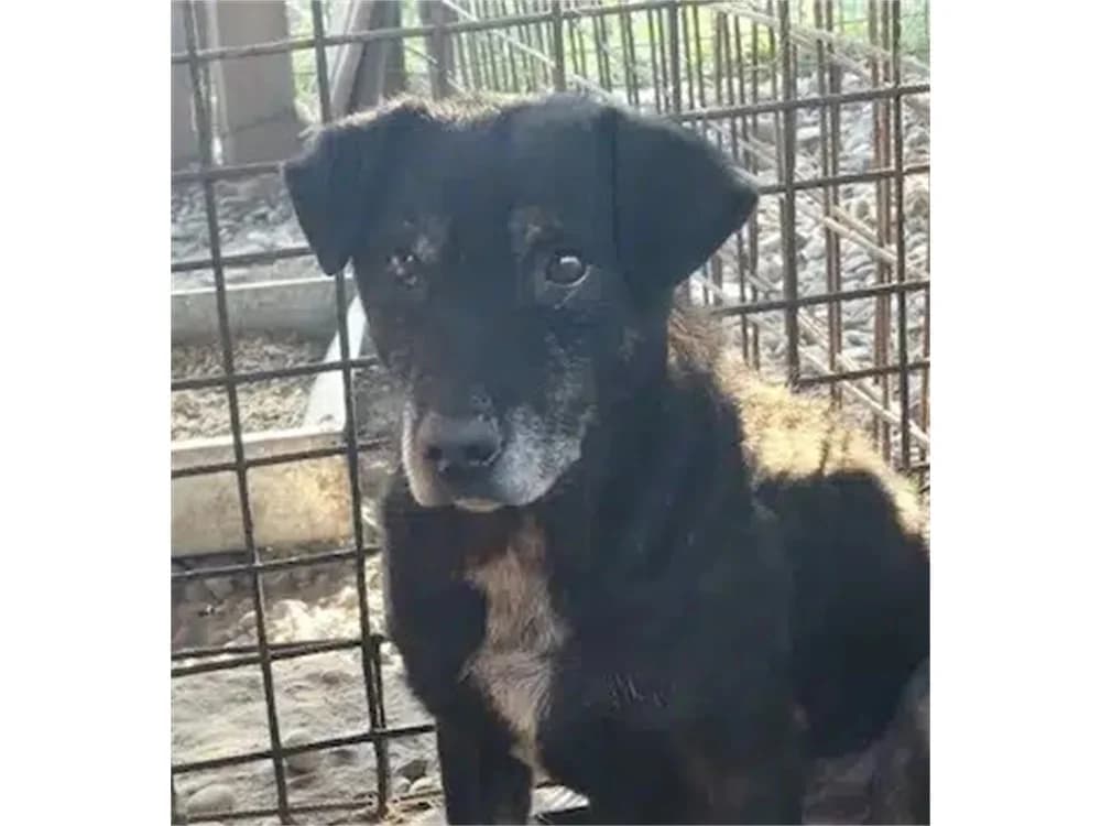 Reneo *2018 – Pflegestelle oder Zuhause gesucht, schwarz female young Mixed Breed for adoption at Tierhilfe Lebenswert e.V., Oberwies