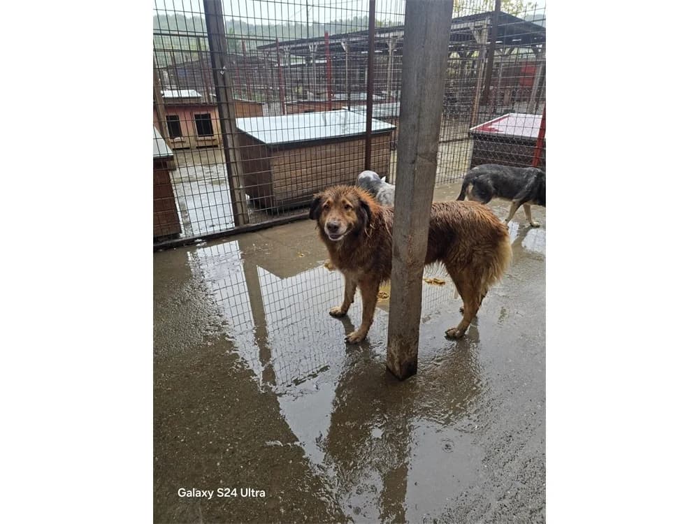 Viviane *2019 – Pflegestelle oder Zuhause gesucht, braun female young Mixed Breed for adoption at Tierhilfe Lebenswert e.V., Oberwies
