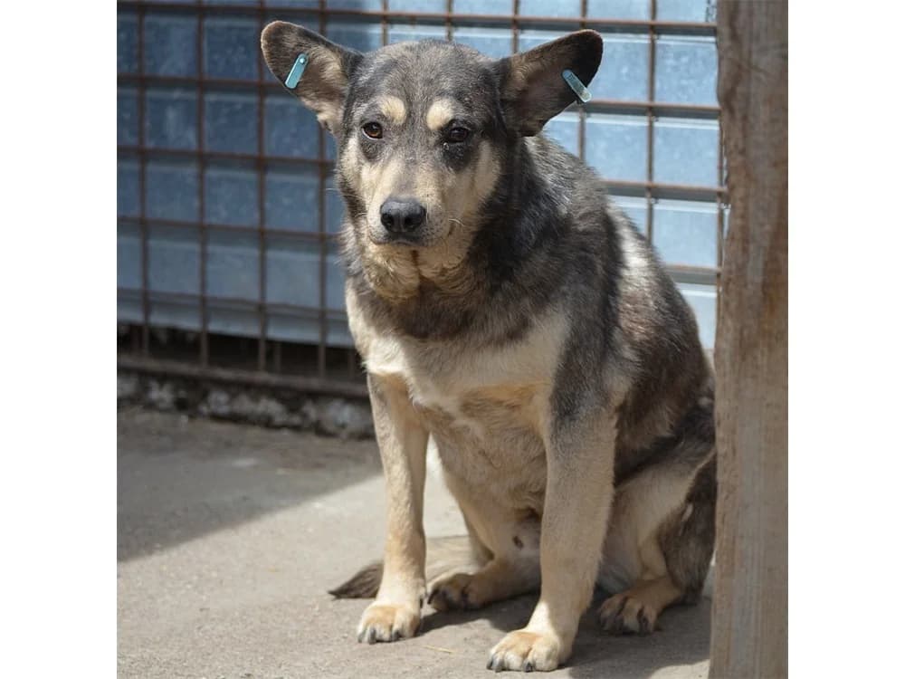 Morgan *2016 – Pflegestelle oder Zuhause gesucht, schwarz female young Mixed Breed for adoption at Tierhilfe Lebenswert e.V., Oberwies