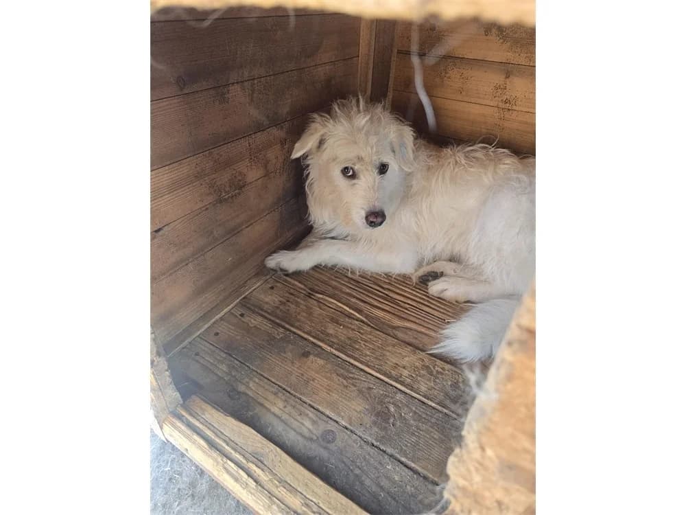 Wasabi *20, female young Mixed Breed for adoption at Tierhilfe Lebenswert e.V., Oberwies
