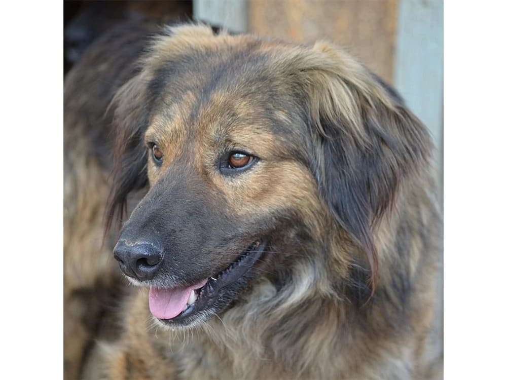 Caylib *2018 – Pflegestelle oder Zuhause gesucht, braun female young Mixed Breed for adoption at Tierhilfe Lebenswert e.V., Oberwies