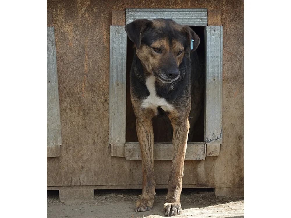 Norby *2018 – Pflegestelle oder Zuhause gesucht, schwarz female young Mixed Breed for adoption at Tierhilfe Lebenswert e.V., Oberwies
