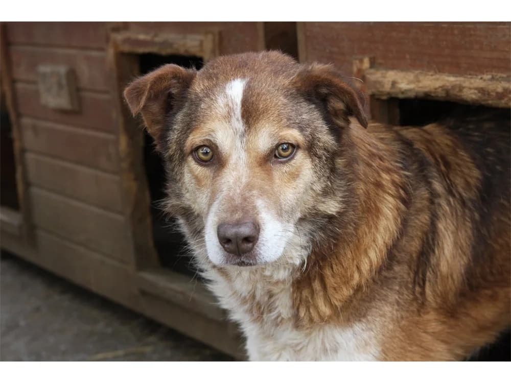 Benji *2015 – Pflegestelle oder Zuhause gesucht, braun female young Mixed Breed for adoption at Tierhilfe Lebenswert e.V., Oberwies