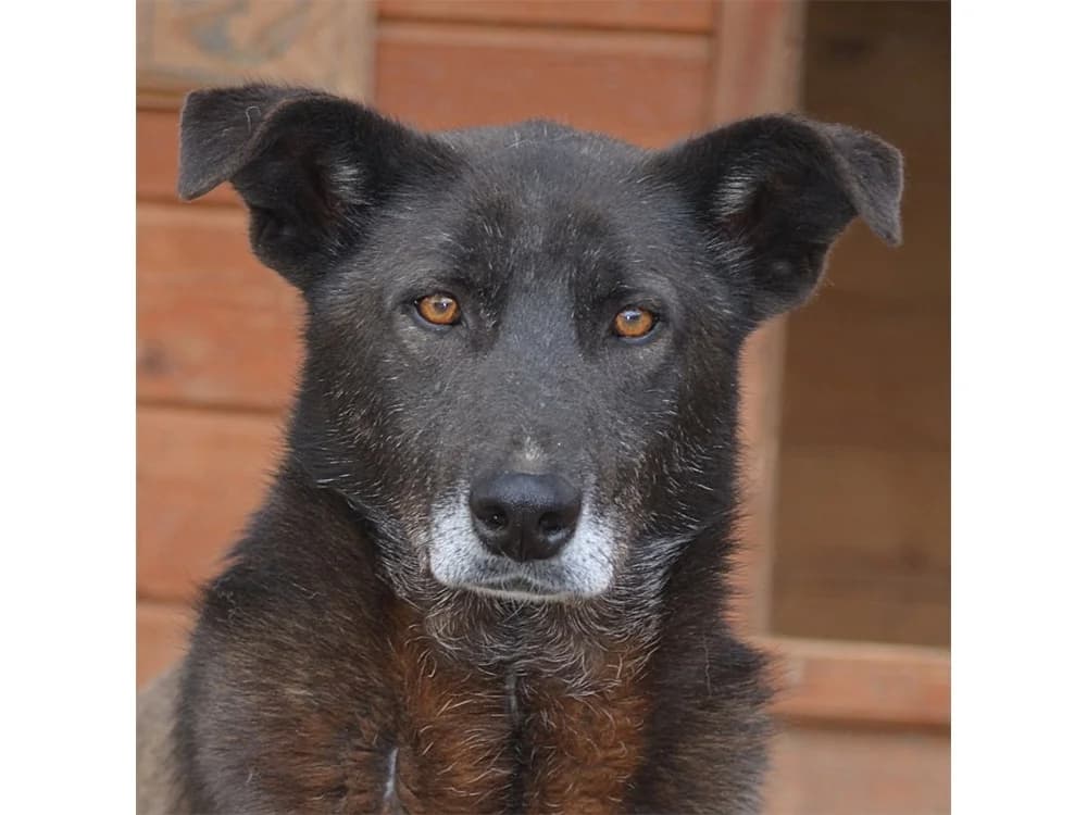 Richard, schwarz female 4yo Mixed Breed for adoption at Tierhilfe Lebenswert e.V., Oberwies