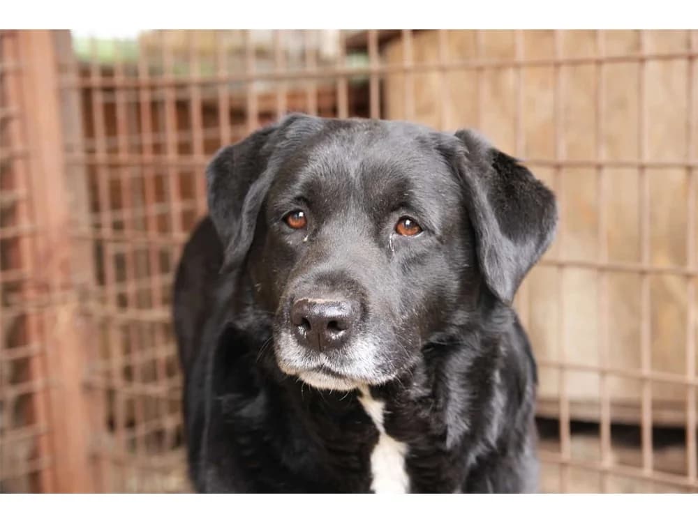 Ajan *2017 – Pflegestelle oder Zuhause gesucht!, schwarz female young Labrador Retriever for adoption at Tierhilfe Lebenswert e.V., Oberwies